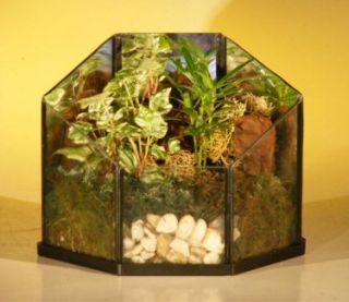 Features Consists of miniature indoor tropical plants which are
