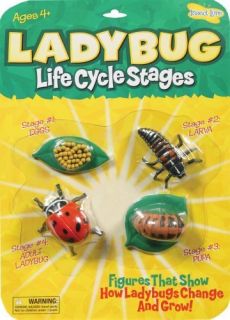 Insect Lore Ladybug Life Cycle Stages   Set of 4 Figures   Biology
