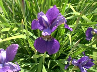 Miniature Bearded Iris Blues 4 Bulbs L K Plant Now for Next Season