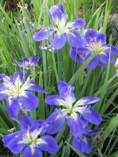 Louisiana Iris Flareout Garden Bog Pond Rhizome with Fans