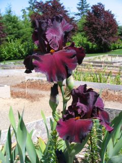 Tall Bearded Iris Plant Bulb Rhizome Spartan