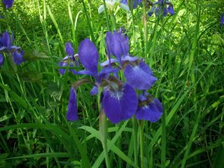 10 Smoky Mountain Wild Iris Plants