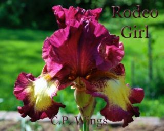 Rodeo Girl Tall Bearded Iris Red Violet