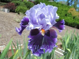 IN TOWN Tall Bearded Iris   rhizomes   bulbs   plants   irises
