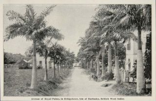 1899 Print Royal Palms Bridgetown Barbados West Indies Original