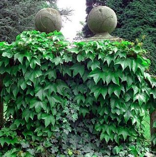 Boston Red Sox Ivy Plant Parthenocissus Climbs Walls 4 Pot
