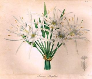 Knowless The Floral Cabinet  1837  Hand Colored Lithograph   ISMENE