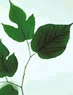 Red Mulberry 2 ft Hardy Fast Growing Fruit Tree for Home Garden