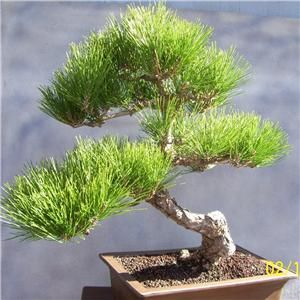 Japanese Black Pine Bonsai, Show tree,   Bonsai Nut is back