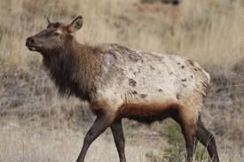 Antlerless Elk Tag Landowner Permit for Unit Wide Hunt on GMU 51 Nov 3