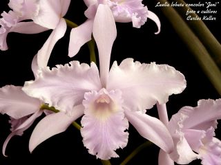 Laelia Lobata Jeni Am AOS Division Orchid Species Original Only 1