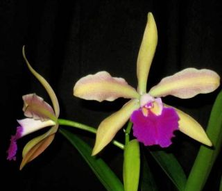 Jewell Orchids – in Sheath Cattleya Laelia Purpledate Orchid Plant