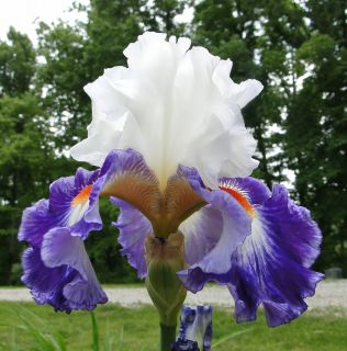  Bearded GYPSY LORD Iris RED WHITE & BLUE 06 Perennial Plant Rhizome