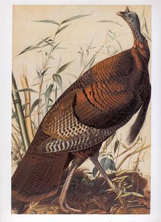 John James Audubon Bird Print Wild Turkey  