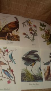 16 1950s John James Audubons birds of America Color Prints  
