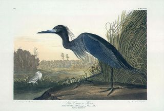 John James Audubon Bird Print Blue Crane or Heron  