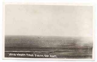 Montana Judith Gap Wheat Fields C 1918 RP Postcard  