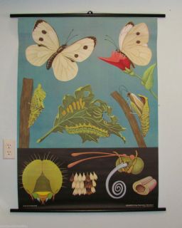 Jung Koch Quentell Hageman Botany School Poster Butterfly Mid Century
