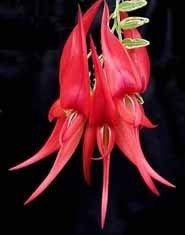 Kaka Beak Clianthus Puniceus Seed