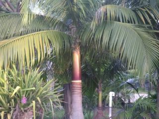 Satakentia Liukiuensis Satake Palm Tree RARE Live 1 Gallon Coconut