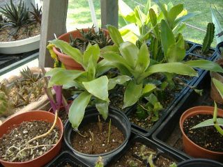 Callisia fragrans inch plant bromeliad wandering jew hanging basket