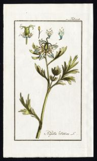 Antique Botanical Print Nigella Sativa Black Kumin Zorn 1796