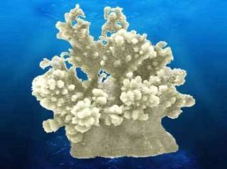 Deep Blue Small Decorative Branch Coral Aquarium Ornament