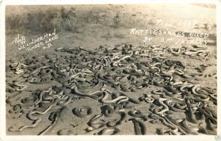 Timber Lake Dewey County SOUTH DAKOTA 1937 Dead RATTLESNAKES Real