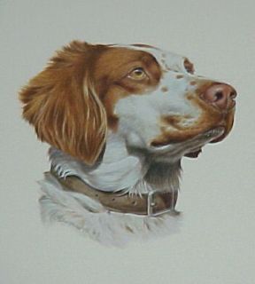 Collectible BRITTANY SPANIEL Dog ~Quality Breed Print 1984 CRUWYS