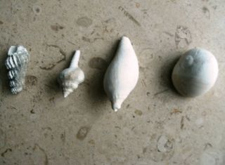 Shells from Aurora North Carolina Lee Creek Phosphate Mine