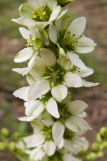 100 Virginia Bunchflower Corn Lily White Hellebore Seed