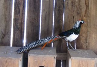 PRE SALE OF 6 (SIX) 100% PURE BRED LADY AMHERST PHEASANT HATCHING EGGS