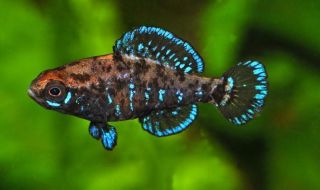 Pygmy Sunfish Live Fish RARE Freshwater Fish Aquarium Fish Tank
