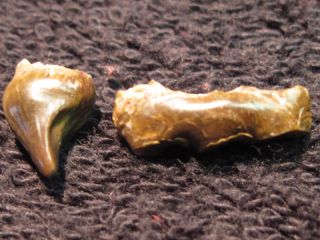 Permian Diadectes Teeth 2 Fossils