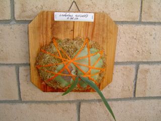 Staghorn Fern Longwood Gardens Platycerium