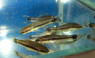 Live Fish Otocinclus 1 for Freshwater Plant Aquarium
