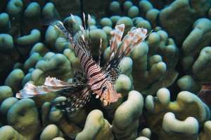 Lion Fish Live Saltwater Fish