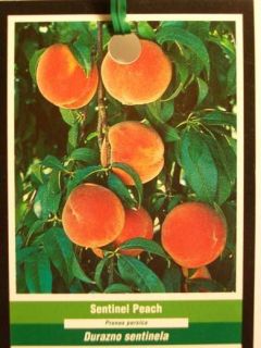Sentinel Peach Fruit Tree Plant Healthy Trees Now SHIP to All 50