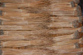 10 Pounds Dried Natural Brown Longleaf Pine Needles Basketry