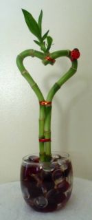 Lucky Bamboo Heart in 3 Glass Vase