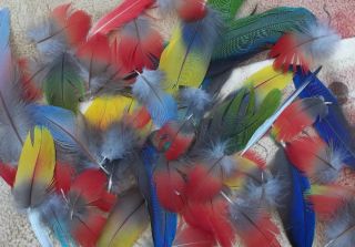 Macaw Parrot Feathers Lot Mixed Colors