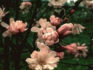 Pink Stardust Japanese Magnolia or Tulip Tree Light Pink Flowers