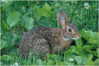 Rabbit Counted Cross Stitch Pattern Bunny in Meadow