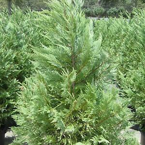Leyland Cypress, 6 leyland cypress, 10 14, 6 plants