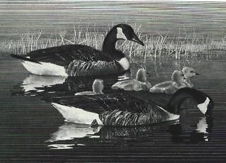 FEDERAL DUCK STAMP PRINT CANADA GEESE by Alderson Magee List $750