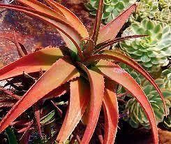 Red Aloe Vaombe succulent seeds~Red Malagasy Aloe tree Seeds Not Agave