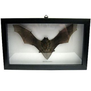 DRIED BAT PRO MOUNTED & FRAMED in Black Frame & Glass Ready 2 Hang
