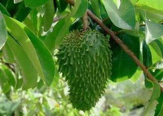 50 Florida Seed Annona Muricata Soursop Guanabana Tropical Fruit Tree