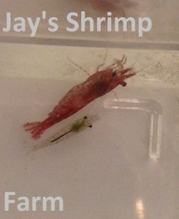 Newly listed 10 Live Red Cherry Shrimp