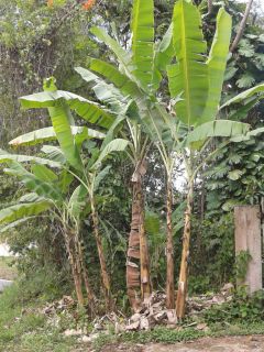 Live Plant   Manzano Banana Rhizome